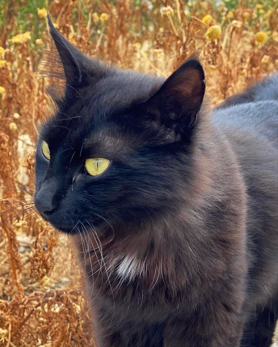 Cats of Iraklia tweet media