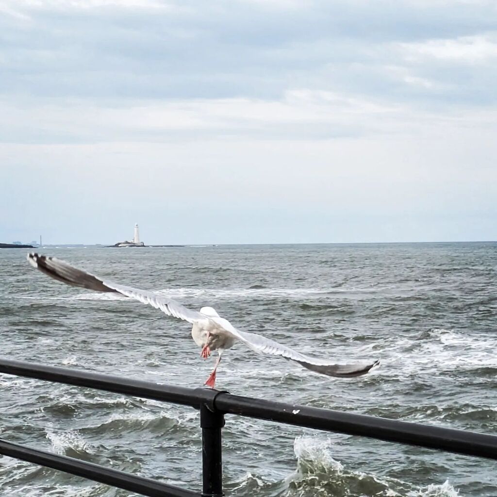 Gull take-off

#whitleybay #southernpromenade #seagull #herringgull #takeoff #livingbythewater