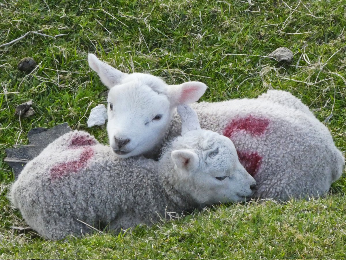 Sleepy lambs #Shetland