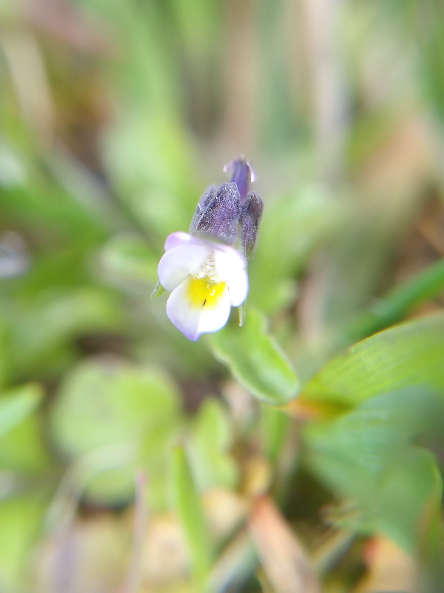 Its been an incredible week of dream come true nature moments. This is one I've looked forward to for years. Dwarf Pansy (Viola kitaibeliana) flowering fabulously on Bryher 😍 #wildflowerhour