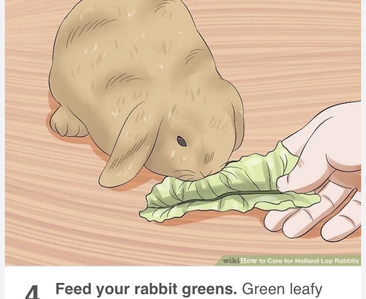 Feed your rabbit greens. Green leafy