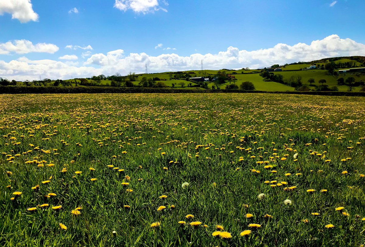 Sunshine in a field for #InternationalDayoftheDandelion💛

#DandelionChallenge #WildflowerHour #SundayYellow #DandelionChallenge
📸My photo - taken in Bryn-y-Maen
#ColwynBay #NorthWales