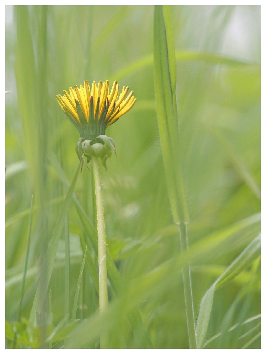 Lovely Dandelion. #DandelionChallenge #WildflowerHour #InternationalDayoftheDandelion