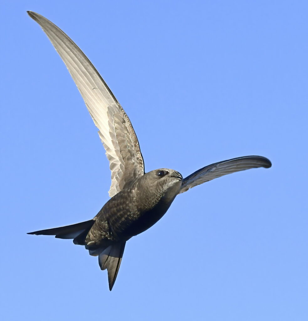 The swifts are returning, hurrah! (this extraordinary photo is by @CarlBovisNature) and I want to recommend two riveting swift-obsessed accounts, run by swift-fans who have encrusted their houses with swift-boxes equipped with swift-cams: @MarkSmyth1960 and @pilts1974