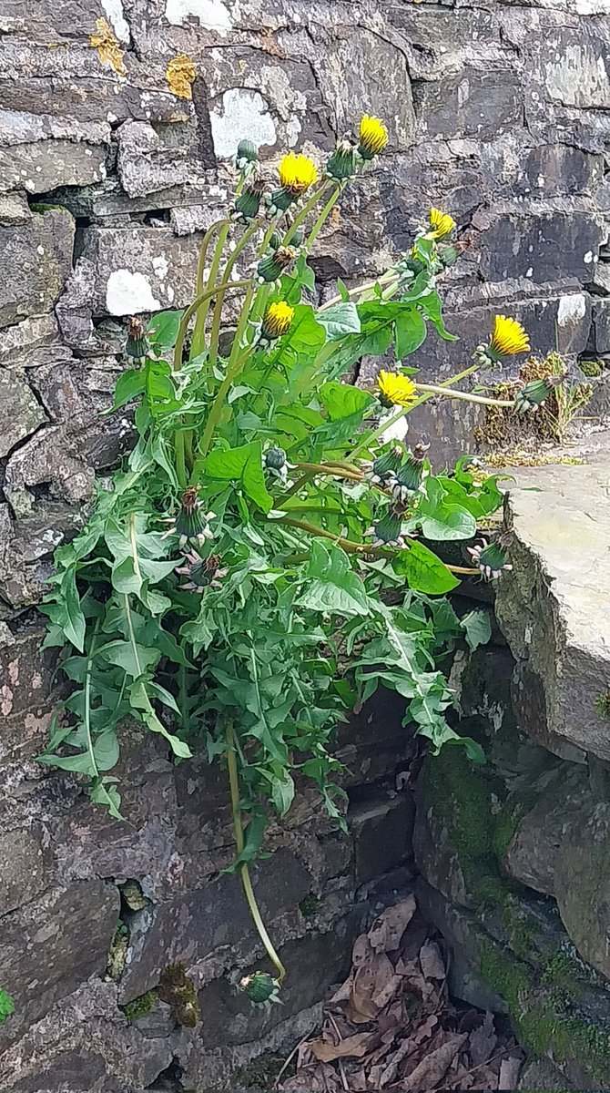 #Dandelionchallenge Space to grow on a packhorse bridge #LakeDistrict #wildflowerhour