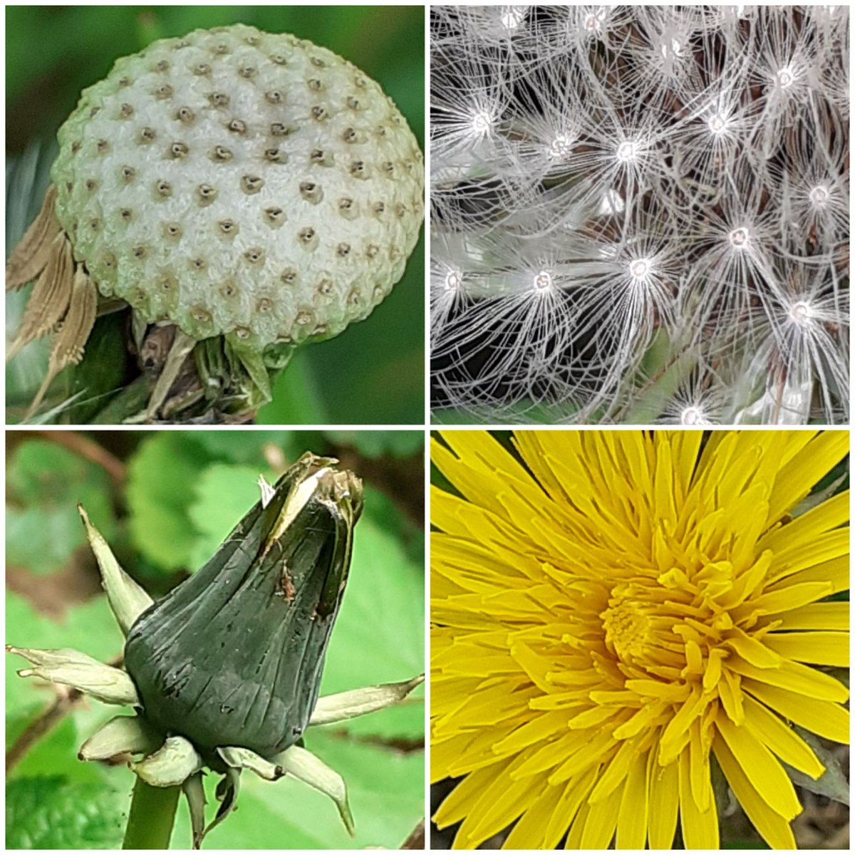 For #wildflowerhour on #InternationalDayoftheDandelion #DandelionChallenge from Co. Wexford.