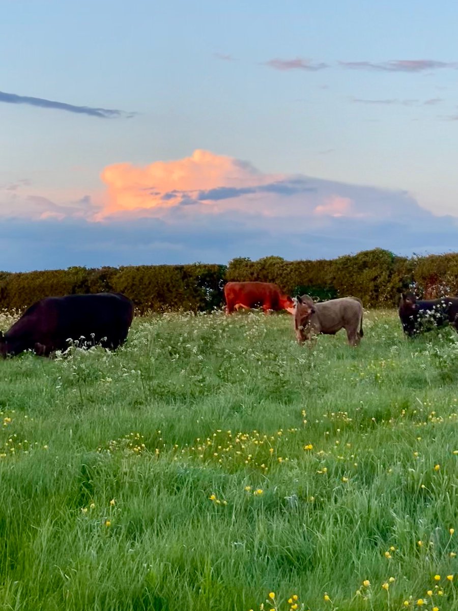 The cows and calves are back in the fields after a long (wet) winter. We all enjoyed tonight’s sunset views.