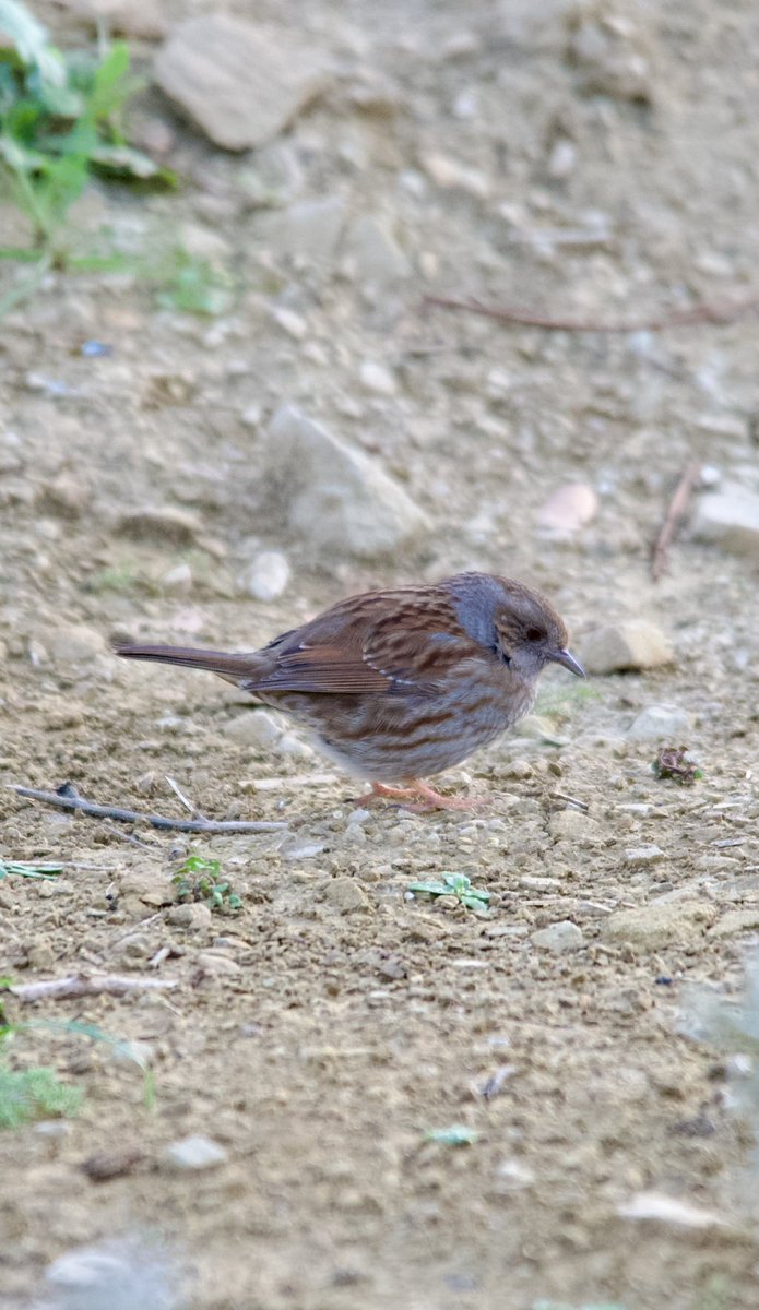 Dunnock - Prunella modularis - Dağ bülbülü

#BirdsSeenIn2024 #birdphotography #birdwatching #BirdsOfX #NaturePhotography #NatureBeautiful #naturelovers #GardeningX #flowerphotography #wildlifephotography #nikonphotography #SigmaFP #NikonZ6ii #hangitür