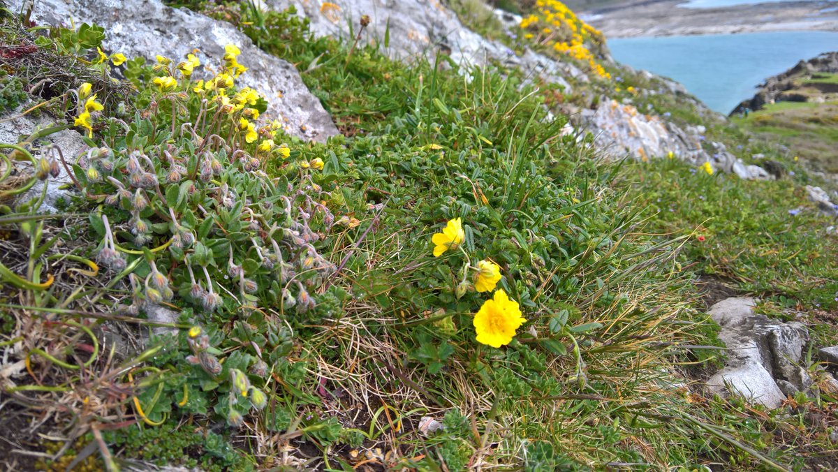 Helianthemum nummularium with the more delicate hoary rockrose Helianthemum oelandicum ssp incanum in the background - Worms Head, Gower. #Wildflowerhour