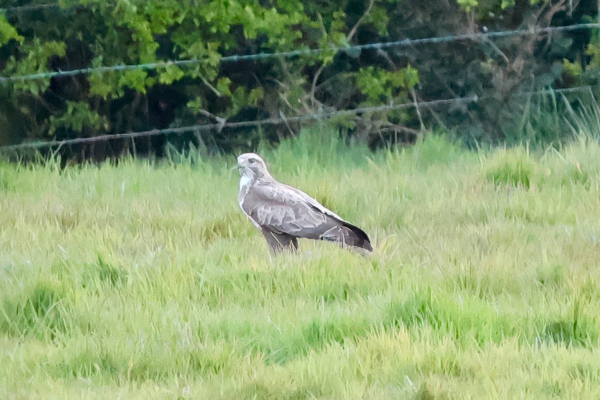 🦅(buzzard) v. 🐀 (🇮🇲 longtail; 🇬🇧 rat)