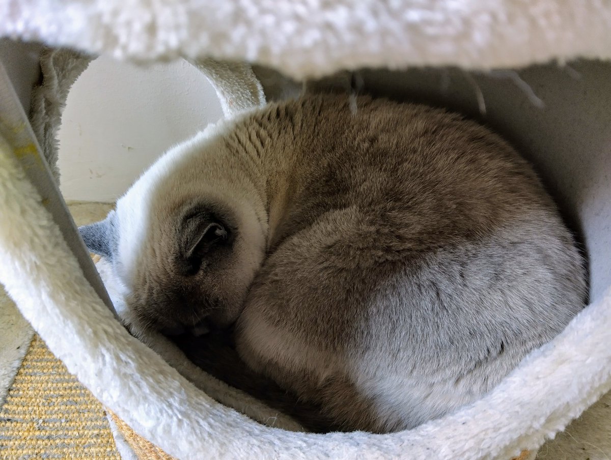 This Sunday I prefer to stay in my scratching post 💤💤 Happy Catboxsunday, efurryone! ❤️😺 #catboxsunday #CatsOfX #Caturday #Katzen #CatsOnTwitter