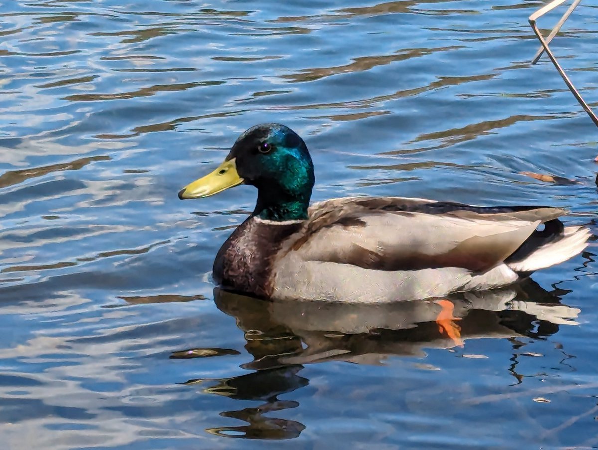 I took a picture of a duck.