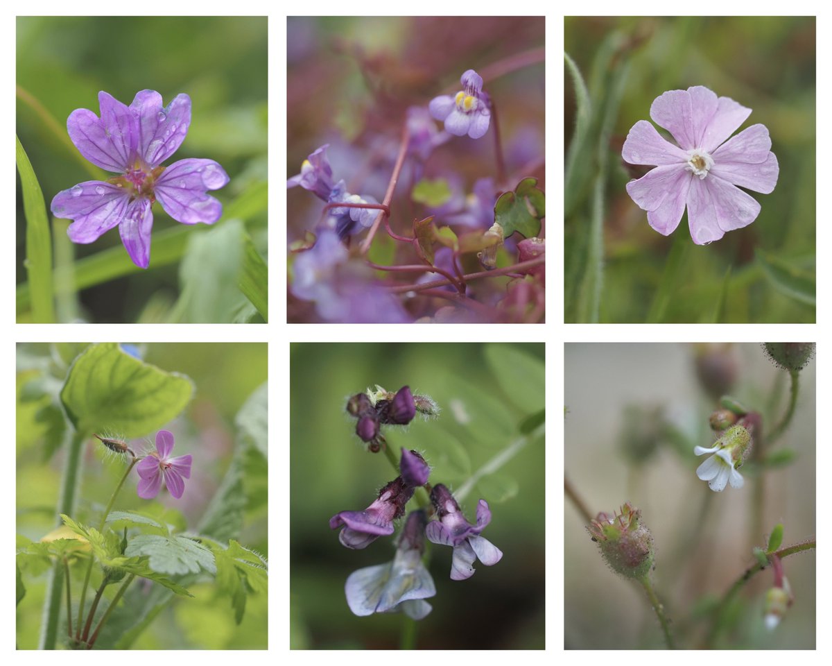 Hedgerow cranesbill, Ivy-leaved toadflax, Red campion at @WimpoleEstateNT, Herb Robert, Bush vetch and Rue-leaved saxifrage. #WildflowerHour