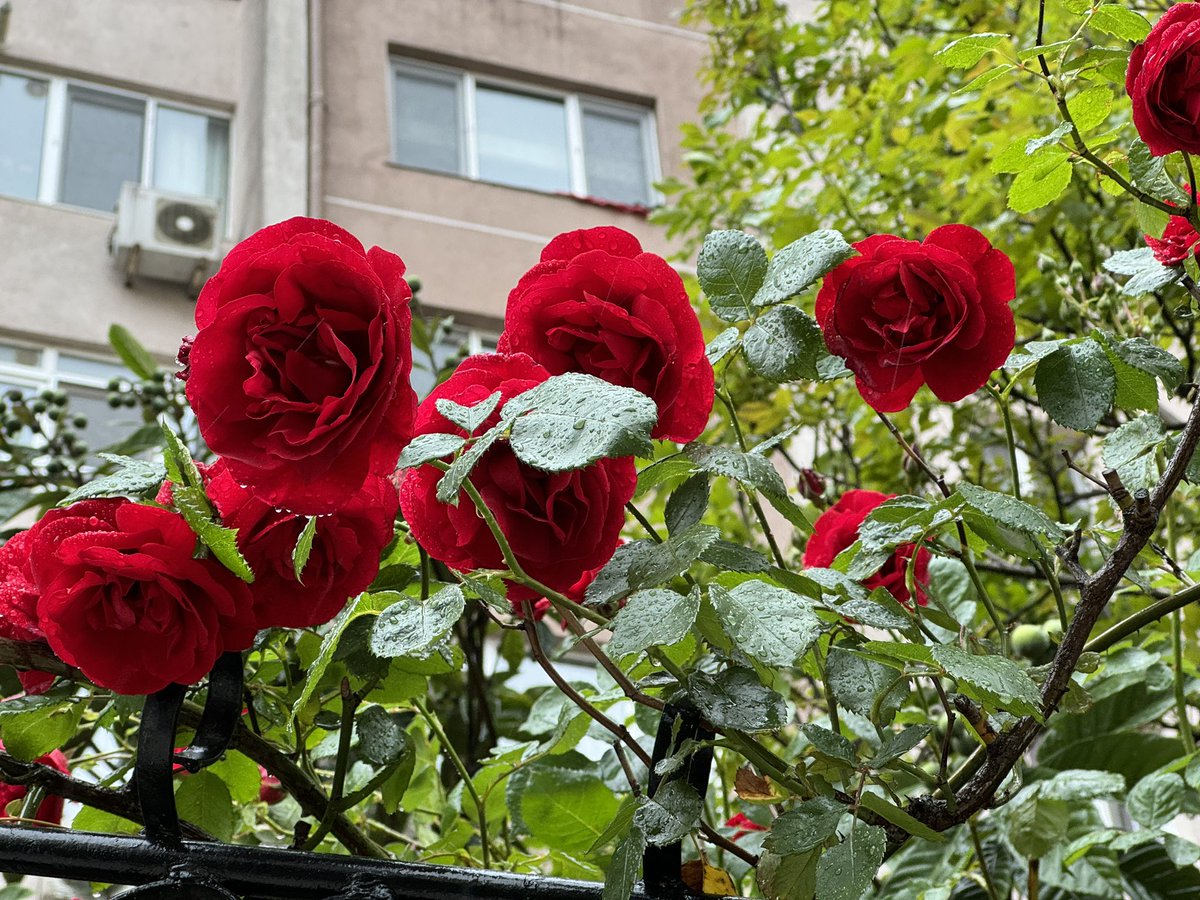 bunları her gördüğümde aklıma sadece blue velvet geliyor