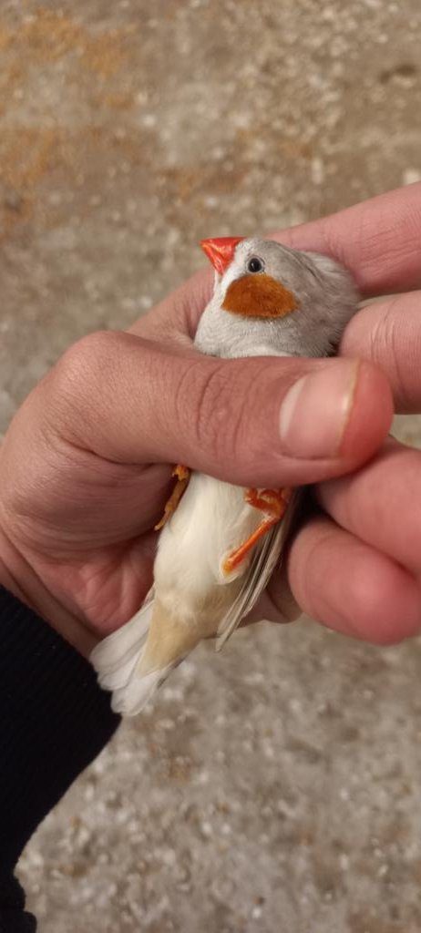 Even the little bird was not spared from the barbaric bombing??
My bird was killed in a nearby attack and I am very sad 💔💔
Help me donate, every small donation makes a difference.
gofundme.com/f/fkst4-help-m…