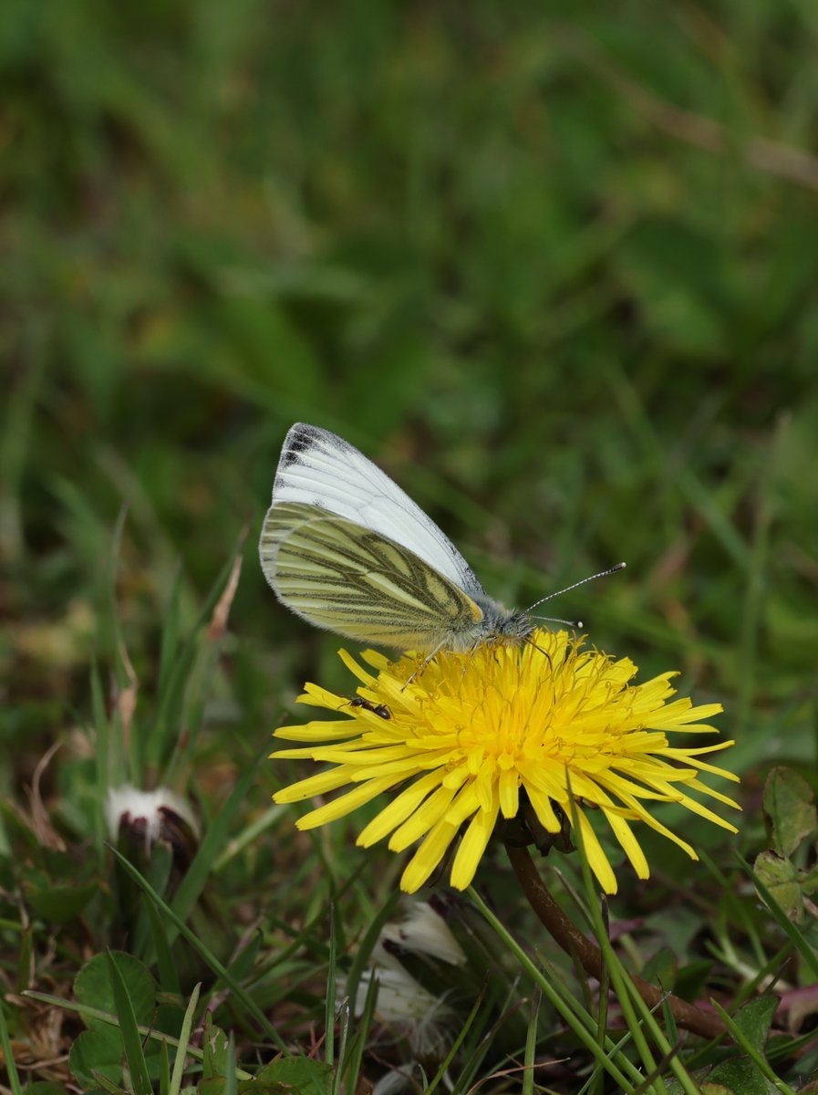 After a slow, cold start today @rspbnewport Wetlands we had a good list of birds. Later sunny intervals tempted out insects including bees, butterflies, hoverflies and one dragonfly (? a Hairy dragonfly). Little owl, sleepy Whimbrel, Little grebe with chicks, a Green-veined white