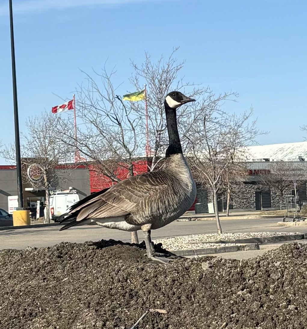 he looks so proud #canadagoose