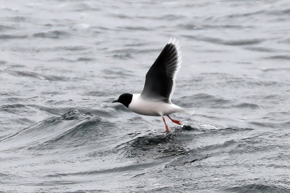 Standing on the causeway looking at tiny dots in the distance that were Little Gulls on the south basin, wishing one would come closer. I turn around and one is right behind me on the north basin point blank. Winning!! Staines Res