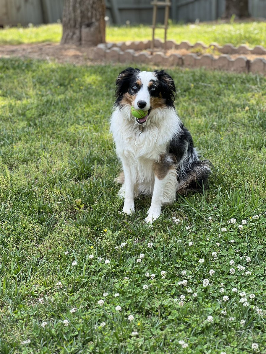 Willow loves playing in the yard and posing for pictures. #Aussie #AustralianShepherd #DogDad #Furbaby