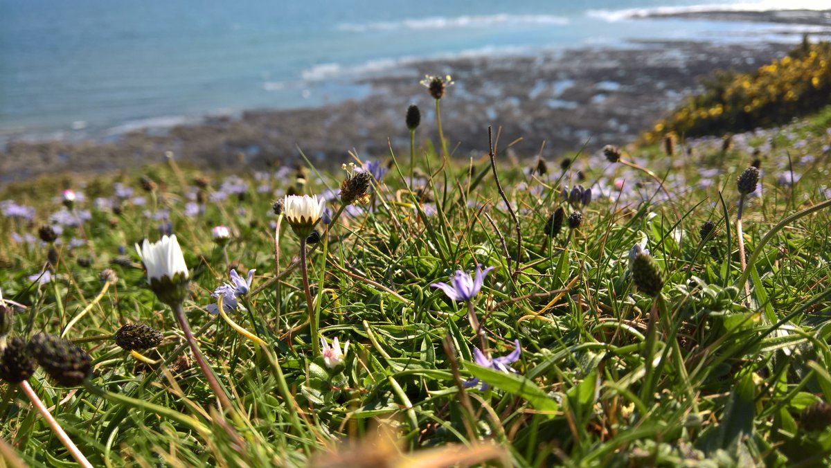 Spring squill with a view - photo doesn't do justice to the hundreds of plants on the slope in SW Gower #wildflowerhour