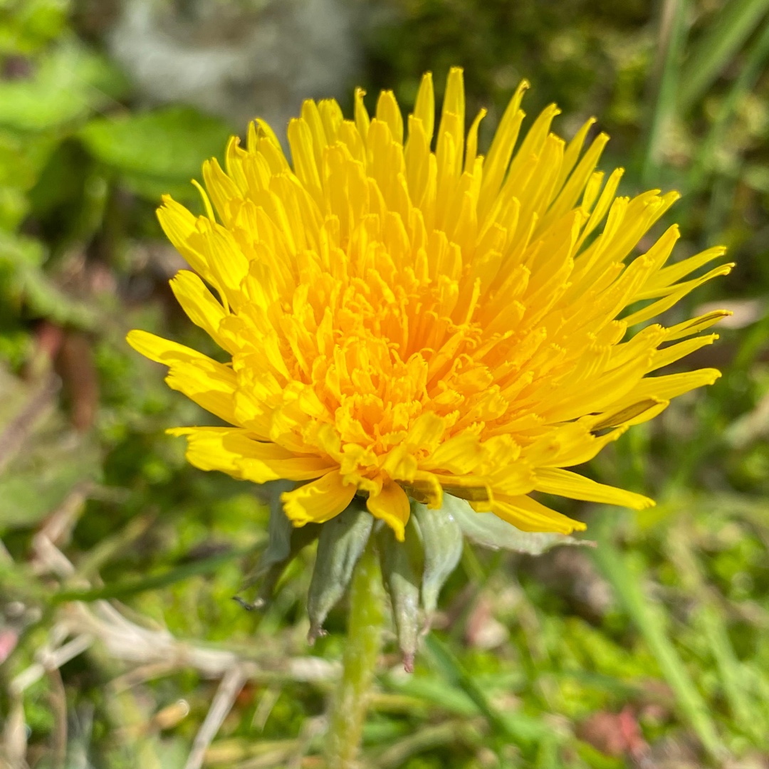 Dandelion sap or latex can be used to draw on temporary tattoos, allow to dry and in a few hours the design will appear as a brown stain. #InternationalDayOfTheDandelion #WildflowerHour #DandelionChallenge