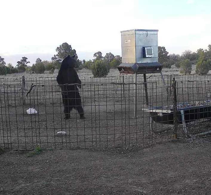 Ain’t no pic-a-nic baskets around here Boo Boo! A bear visited the Sproul Ranch near Fort Davis this week. They sure seem to be making a come back in Southwest Texas. 📸 Sproul Ranch