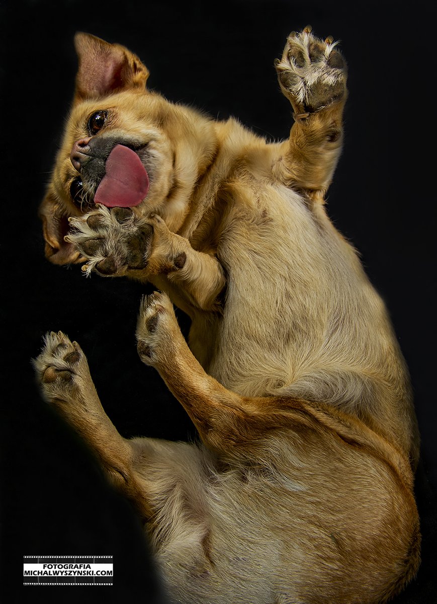 Zastanawialiście się kiedyś jak może wyglądać piesek od spodu ? #dogphoto #dogphotography #portret #fotografia #studio #animals