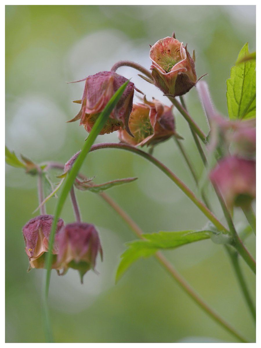 Water avens, Bradfield Woods. #WildflowerHour @suffolkwildlife