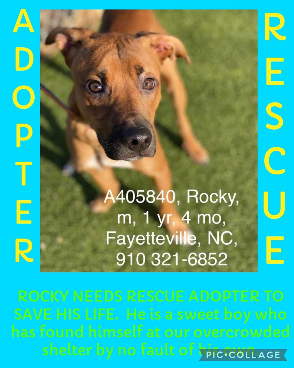 ‼️EUTHANSIA ORDER GIVEN ‼️ ROCKY NEEDS RESCUE ADOPTER TO SAVE HIS LIFE. He is a sweet boy who has found himself at our overcrowded shelter by no fault of his own #A405840 54lb Hw- Neutered Cumberland Cnty Animal Services NC #rescue #adopt #dogs #deathrowdogs #deathrow #codered