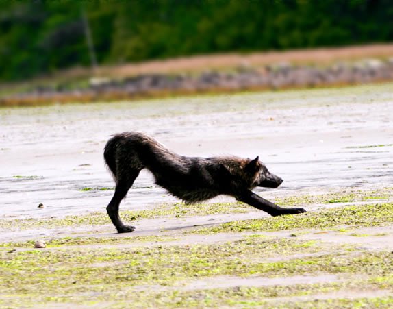 Emergency Wolf tweet media