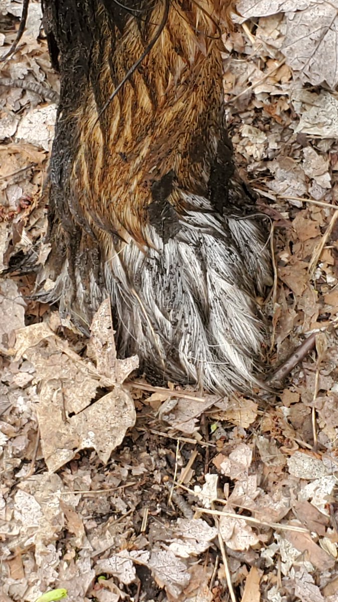 1. What fashionable authors are wearing into the woods this year because tick season ... 2. also because mud ... 3. as evidenced by no-longer'white paws. 😆