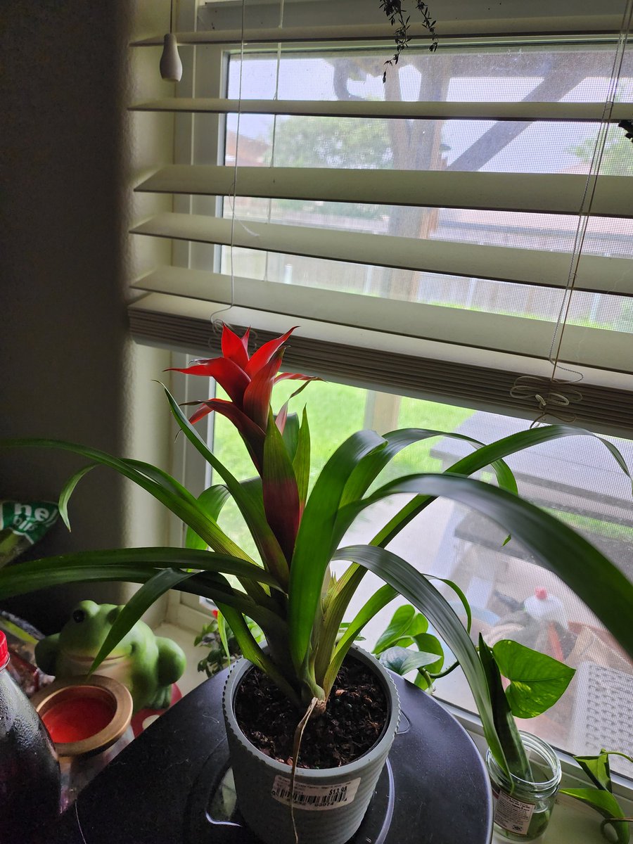 Meet my new bromeliad! It already has a pup, so the mama plant isn't going to last long, but I will love her until the end <3

#plantmom #bromeliad #plants #houseplants