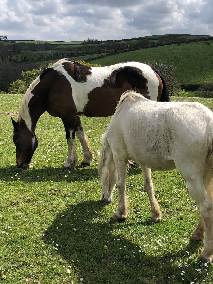 Winnie’s such a pretty girlie and they’ve all had a lovely quiet, calm day getting used to one another ❤️🐴

#ponies #farmholidays #northcornwall #bookdirect