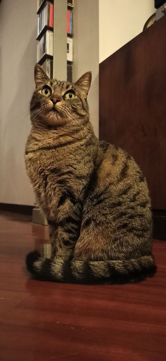 ⚠️⚠️⚠️ PER FAVORE AIUTATEMI

La gatta del mio ragazzo si è persa e non torna da parecchi giorni, se per favore qualcuno di voi è della provincia di Bergamo (📍 Borgo di Terzo) e la vede, mi contatti per favore. Ha 5 anni e si chiama Frida 

GRAZIE