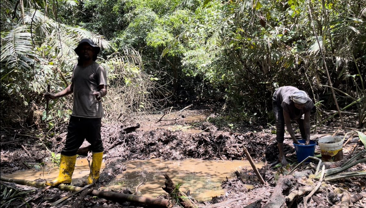 Our stay in the forest in Cuvette, Republic of Congo, shows that peat forest plays an essential part in the life of the villagers living near it. Firstly for fish - and fishing is the main source of food and income. 1/ 🧵
