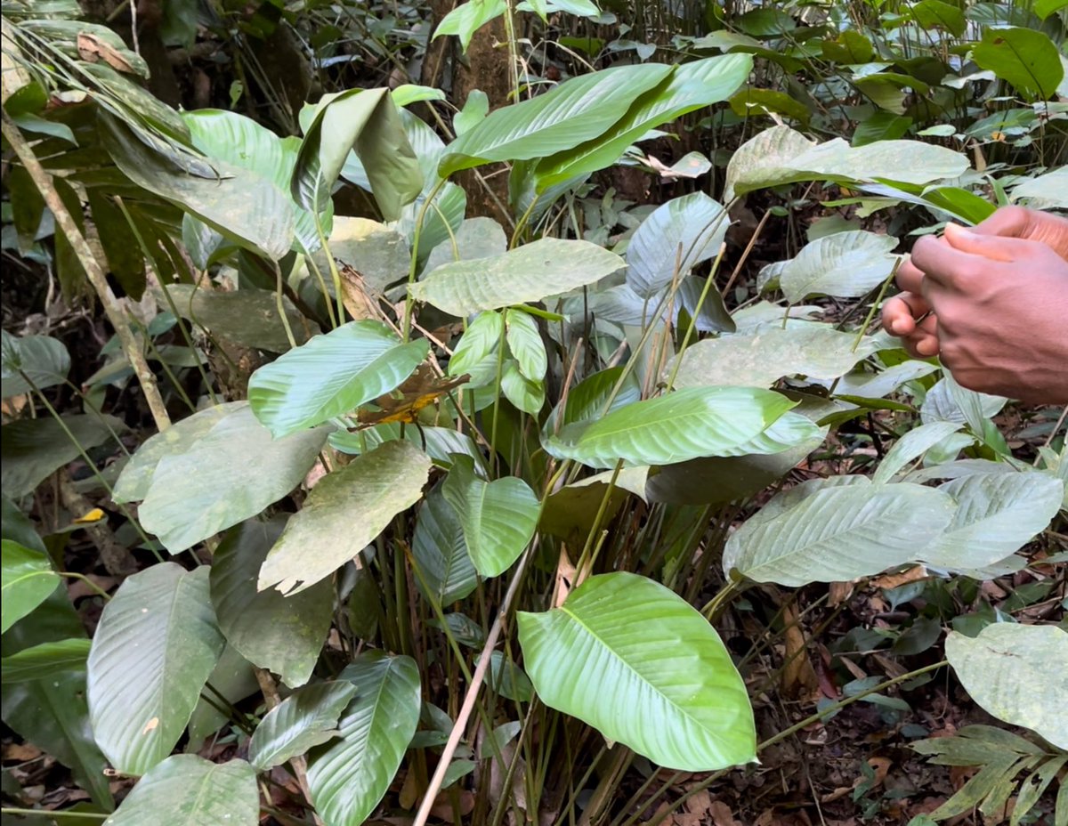 Leaves are also collected for food. These ones are used by families to wrap manioc, and are also sold in the local market. Nice sustainable packaging! 3/