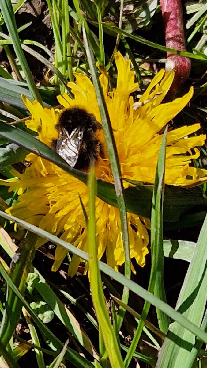 @B_Strawbridge Absolutely! I Just love them and they are starting to come out in force at our @ClimateActionNE #PollinatorParks garden at @Dalton_Park 😁👏❤️