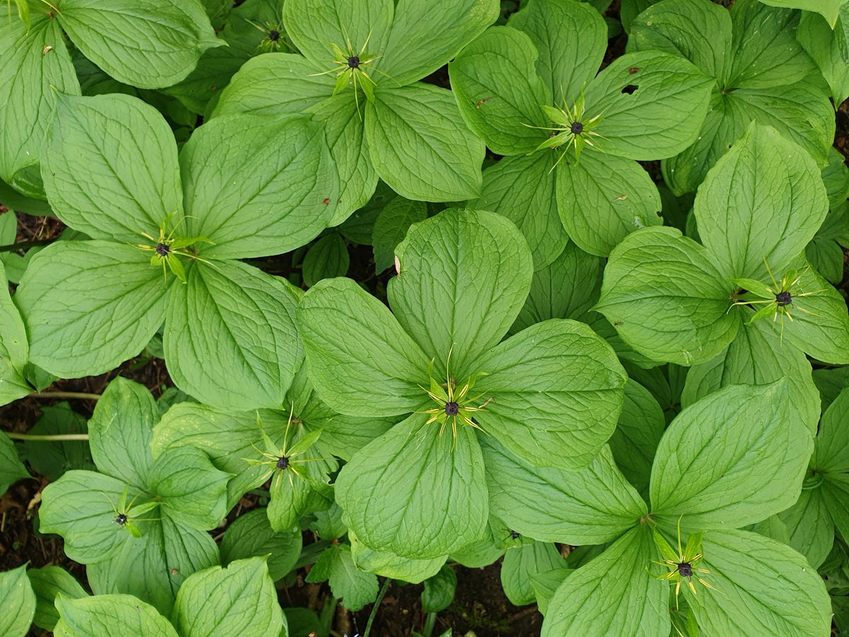 Multipletrees's tweet photo. Herb Paris (Paris quadrifolia), Dorset. One of my favourites #wildflowerhour 
@BSBIbotany @Dorset_NL https://t.co/D6FmvSHxew