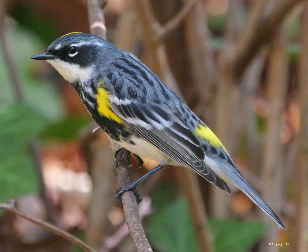 A nice number of Yellow-rumped Warblers visited our yard today. While some of them stay during the winter on Long Island, a lot more are migrants. I'm pretty sure these ones are the latter. East Northport, Long Island, NY #birding #birds #birdwatching