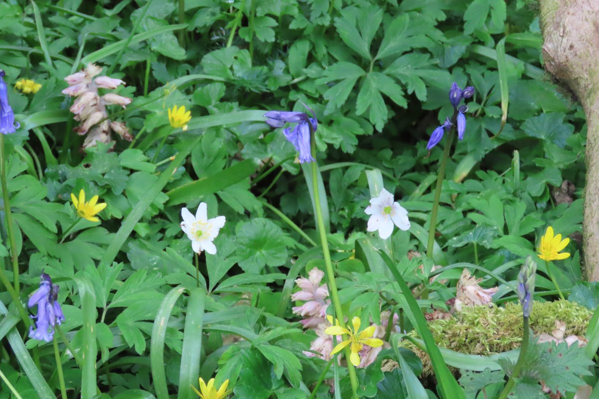 Ground flora in Hazelwoods including a huge amount of Toothwort. #wildflowerhour
