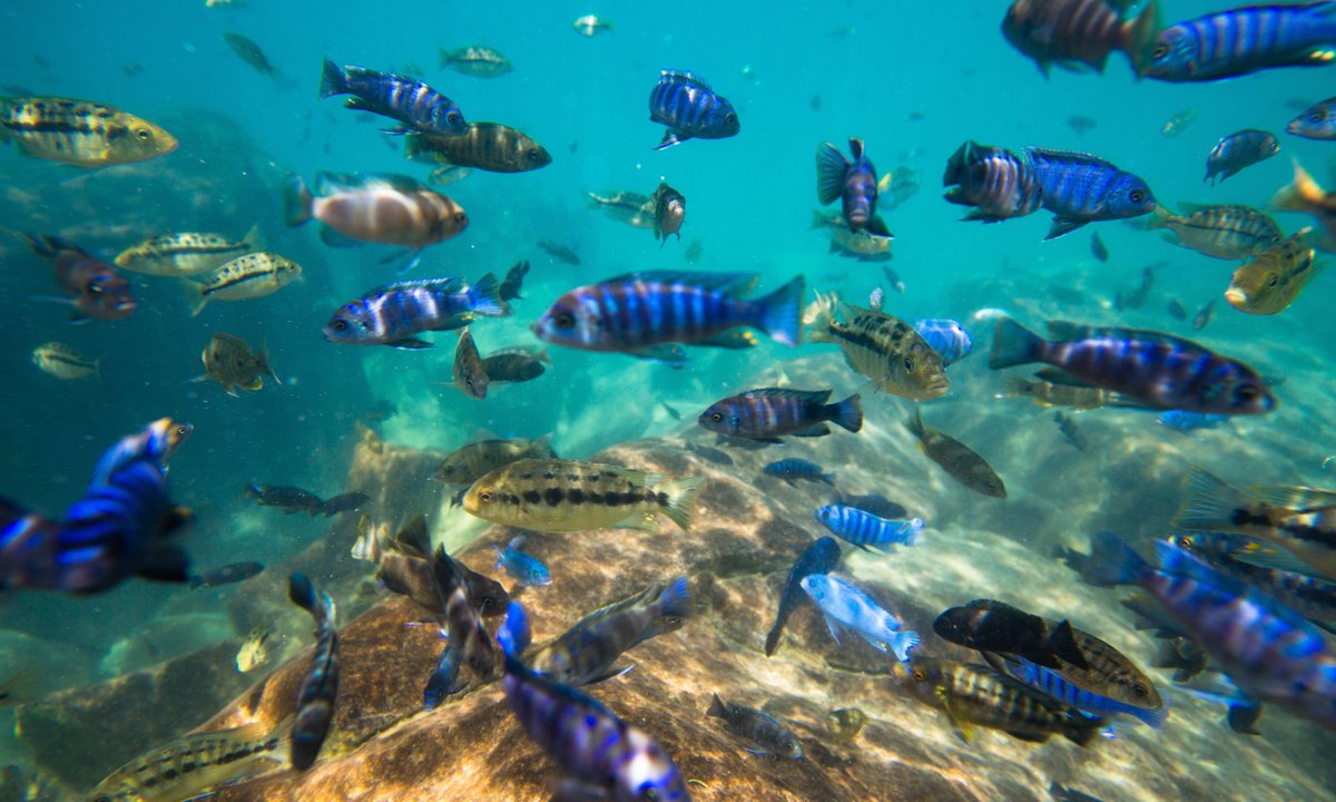 Curiosity of cichlid fish boosts biodiversity in Lake Tanganyika: Research on Lake Tanganyika’s cichlids shows a gene variant influences curiosity, linking to broader biodiversity. earth.com/news/curiosity… #EarthDotCom #EarthSnap #Earth