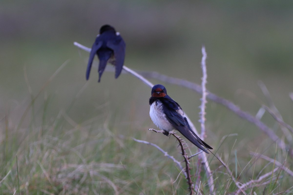 Lots of Hirundines over the reed beds at RSPB Marazion Marsh early this morning, they were putting on a great show and three Swallows even stopped for a breather in front of me!

@CBWPS1 @Natures_Voice @RSPBEngland 
@_BTO @CwallWildlife #rspbimages