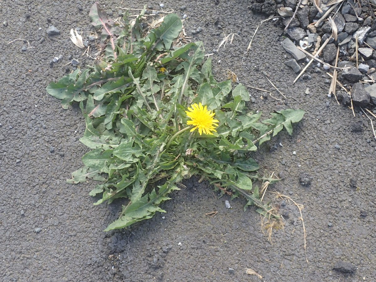 Happy #InternationalDayoftheDandelion #wildflowerhour The beauty of dandelions: early morning frost (past two weeks). Their strength: (with Butterbur) growing through tarmac footpath (new last year) Langcliffe @ynuorg @AceSettle @wildflower_hour @30DaysWild @DandelionAppre1