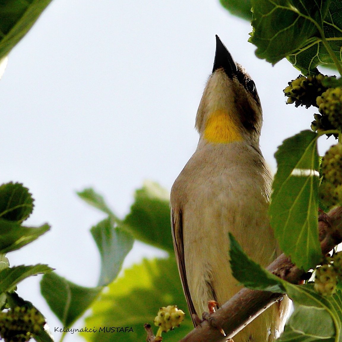 Naturparkcafe nin enson nadirat kuşu oluyor kendisi...😍💙🇹🇷 #sarıboğazlısarçe #yellowthrotedsparrow ..