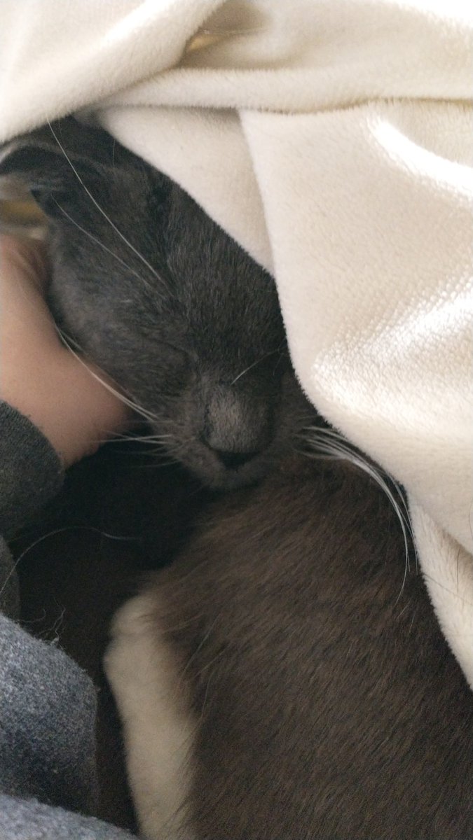 While it might be spring where you are: it's 45, windy, and overcast here...forever it seems. Blanket time and cat snuggles.