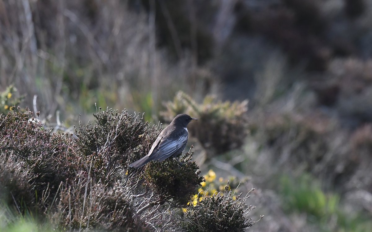 One of at least 5 Ring Ouzels at Boulby this evening @teesbirds1 @nybirdnews