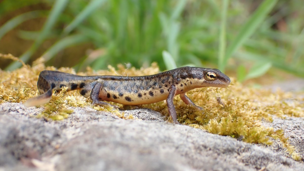 Observação da Semana 🔎 #CitizenScience @inaturalist Tritão-de-ventre-laranja-meridional (espécie Lissotriton maltzani), observado em Maxial, Torres Vedras, por mattcg. Mais detalhes aqui 👇 biodiversity4all.org/observations/2…