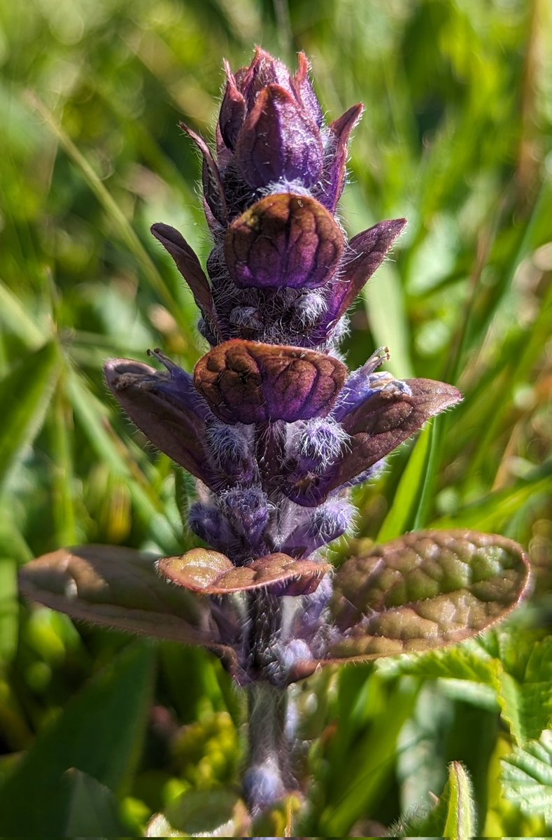 A young Bugle (Ajuga reptans) starting to unfurl its downy purple flowers 💜 #WildflowerHour