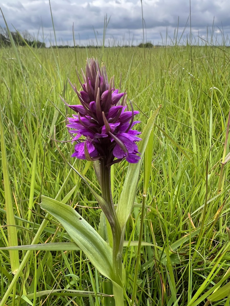 Spotted a Southern Marsh Orchid today at WWT. Apparently it’s quite early for this species according to Dunc. #wildflowerhour