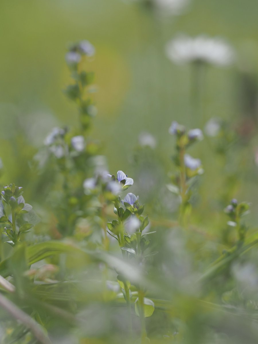 Thyme-leaved speedwell. #WildflowerHour